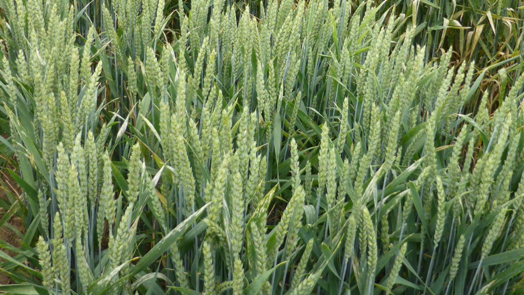 Winterweizen mit erhöhtem Ertragspotenzial